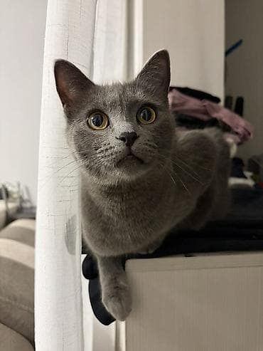 мышык фото: Эркек, Лотокко барууга үйрөтүлгөн — 1