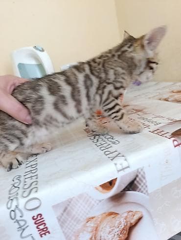 Бенгальская, 1 месяц, Мальчик, Приучена к лотку — 8