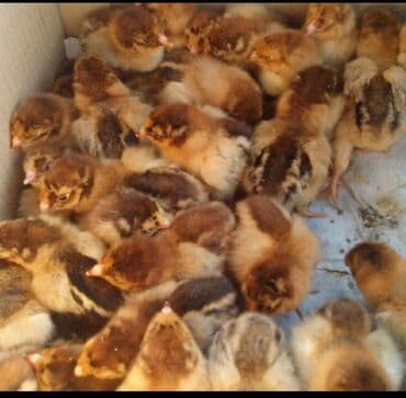 наполнитель для животных: Продаю | Цыплята, Инкубационные яйца | Кучинская, Суссекс | Для разведения, Несушки — 13