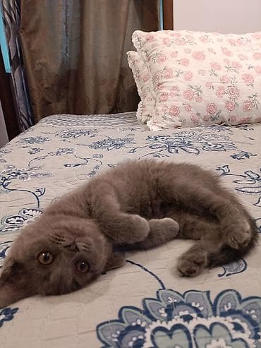 Үй жаныбарлары: 2 айлык, Ургаачы — 2