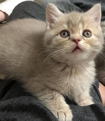 Продаём котят (мальчики и девочки). Вислоухие (скотиш фолд) стоячие