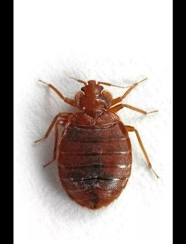 мойка ковров ак орго: Дезинфекция дезинфекция дезинфекция дезинфекция дезинфекция Таракан — 1