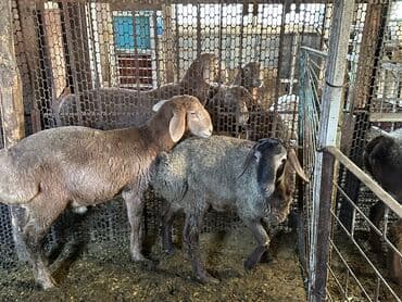 продажа щенков немецкой овчарки в бишкеке с документами: Продаю | Баран (самец) | Для разведения — 4