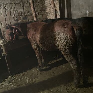 продаю собаку: Продаю | Кобыла (самка) | Рабочий — 3