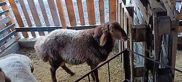 ласка животное: Продаю | Баран (самец) | Полукровка | Для разведения — 2