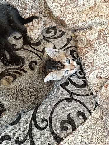 Котята в добрые руки.2 месяца.Кушают сами.К лотку приучены