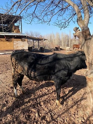 Ветеринар кызматы: Сатам | Бука (эркек) | Аргын | Бордоп семиртүү үчүн | Байланган — 2