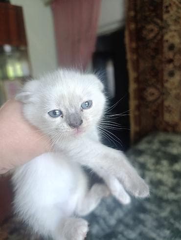 котята британский: Котёнок с окрасом поинт (светлая шерсть с тёмными ушками, хвостом и — 3