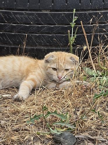 кошки бенгальские: Котята, возможны разные окрасы. На фото представлены: - рыжий котёнок — 2