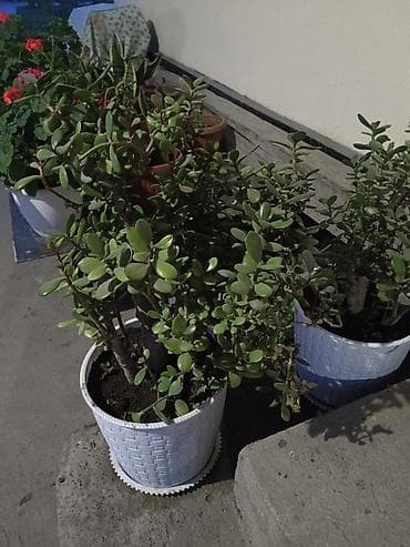 растение денежное дерево: Толстянка (Crassula ovata, денежное дерево) в декоративном кашпо. - — 1