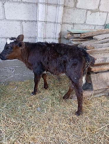 барда для коров: Продаю | Корова (самка) | Полукровка | Для молока — 2
