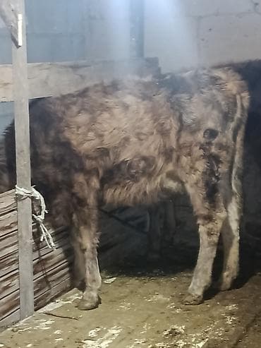 Зоотовары: Продаю | Тёлка, Музоо, торпок | Полукровка, Ангус, Алатауская | На откорм, На забой, Для разведения | Племенные — 5