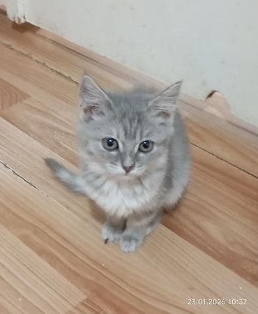Продажа кошек: Кошка даром: Беспородная, 4 месяца, Мальчик, Приучена к лотку, Проглистована — 4
