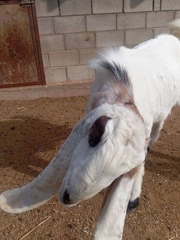 объявления о продаже собак: Продаю | Козёл (самец) | Камори | Для разведения | Племенные — 7