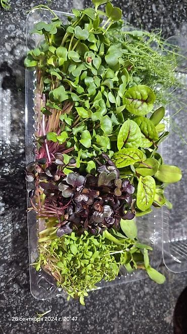 зелёные помидоры: Микрозелень и съедобные декоративные травы/цветы HydroGreen — 2