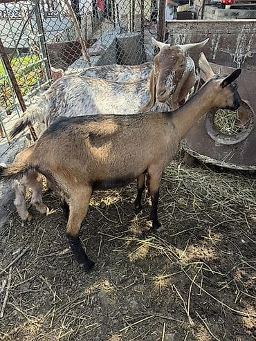 голуби животные: Продаю | Коза (самка) | Полукровка | Для разведения — 8