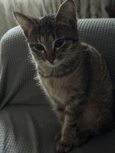 Кошка даром: Беспородная, 3 месяца, Девочка, Приучена к лотку, Проглистована, С прививками at lalafo.kg Кошка даром: Беспородная, 3 месяца, Девочка, Приучена к лотку, Проглистована, С прививками