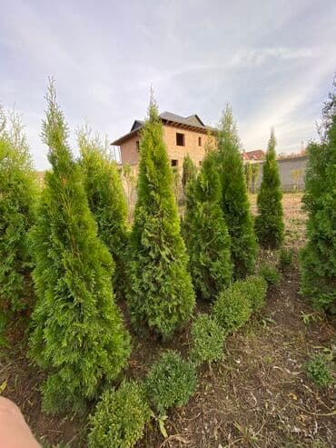 садовые столы и стулья: Саженцы деревьев: Туи, Платная доставка — 7