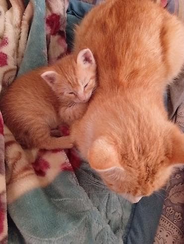 Продажа кошек: Беспородная, 1 месяц, Мальчик, Рыжий, Приучена к лотку — 1