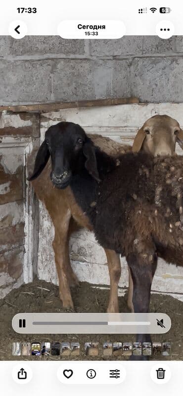 дог собака: Продаю | Овца (самка), Ягненок | Полукровка, Арашан — 1