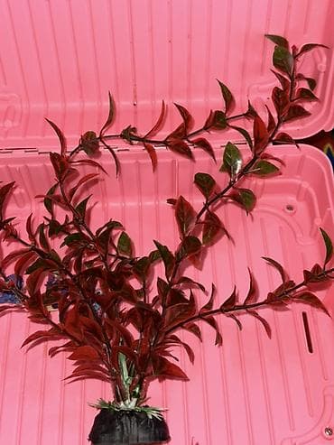 аквариум без рыб: Набор декоративных растений для аквариума (искусственные) - — 3