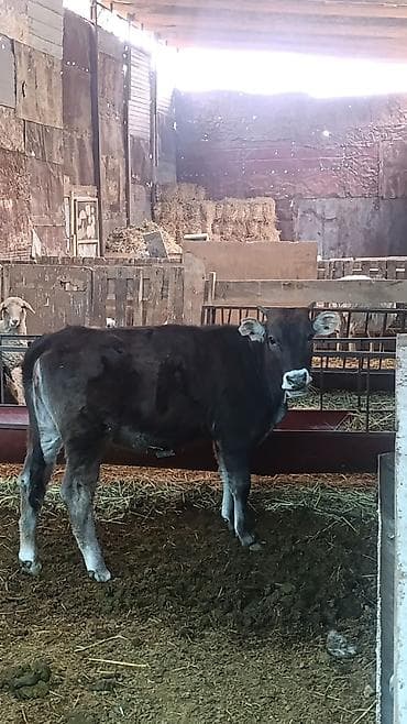 жаны асый: Сатам | Кунаажын | Бордоп семиртүү үчүн — 1