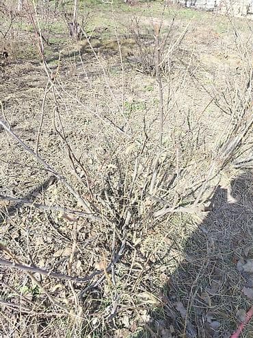 Канцтовары: Продаю большие кусты чёрной смородины Также имеется два куста красной — 4