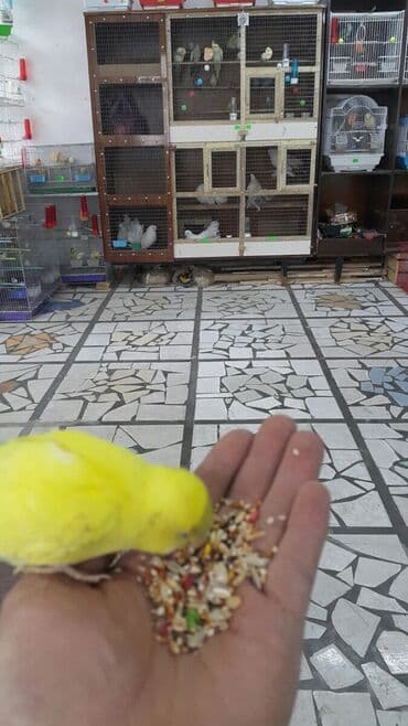 Попугаи волнистые