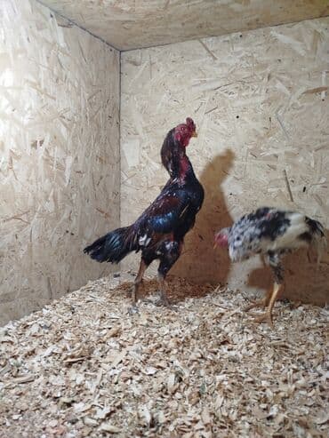 витамины для животных: Дакан короздор сатылат алмашу жолдору бар адрес Заря Тынчтык конушу — 3