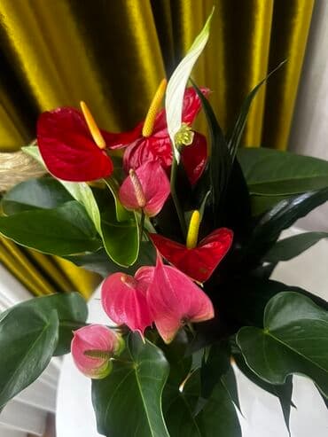 комнатные цветы цены: 🌿 САТЫЛАТ! Живой, кооз гүл композициясы 🌺✨ Бир горшокто дароо 3 — 2