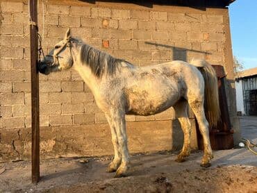 Продаю | Кобыла (самка) | Рабочий