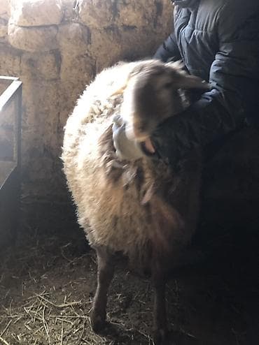 кой эдилбай: Продаю | Баран (самец) | Полукровка | На забой — 2