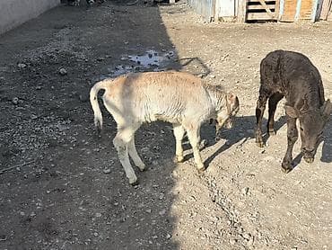 Ветеринар кызматы: Сатам | Музоо — 8