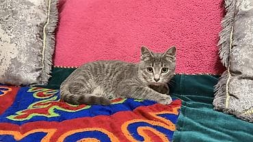 Котёнок, серый тигровый окрас - Домашний короткошёрстный котёнок с