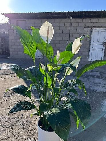 алоэ вера ош: Гигант 155см! Спатифиллум (женское счастье) в высоком декоративном — 2