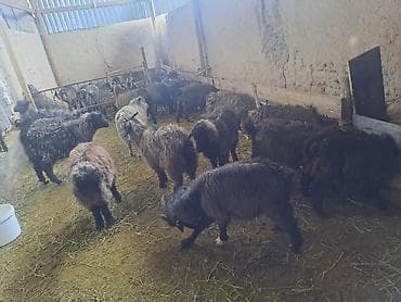 Индюки: Продаю | Коза (самка) | Для разведения — 1