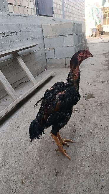 птица голуби: Продаю | Петух | Бойцовая | Для разведения — 3