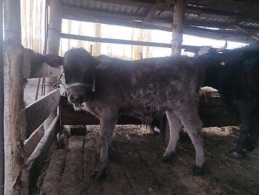 Зоотовары: Продаю | Бык (самец) | Полукровка | На откорм | Искусственник — 5