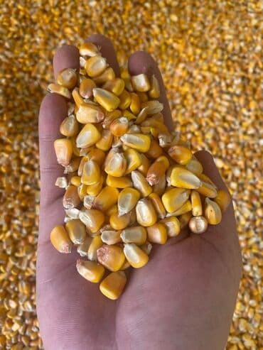 Грызуны: Куплю кукурузу самовывоз

Бишкек- Токмок- Кара балта — 1