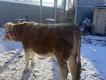 симментал уйлар: Продаю | Бык (самец) | Симментальская | На откорм — 7