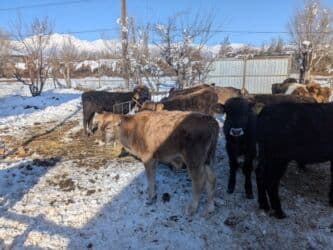 домашний петух: Продаю | Бык (самец) | Герефорд, Голштин, Швицкая | На откорм | Племенные — 3