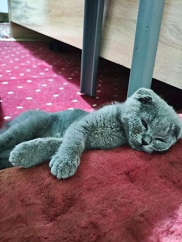 Шотландский вислоухий котёнок (Scottish Fold), окрас голубой. - — 2