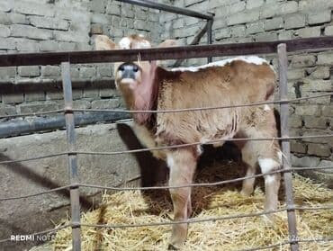 собака кант: Продаю | Тёлка, Музоо, торпок | Швицкая | На откорм | Привязанные — 3