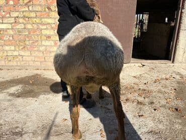 продажа щенков немецкой овчарки с документами в бишкеке: Продаю | Баран (самец) | Арашан | Для разведения | Племенные — 2