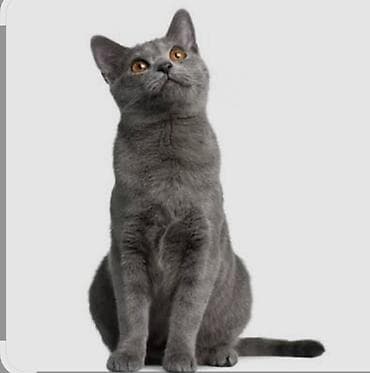 кошки сиамские: Котёнок голубого (серо‑пепельного) окраса с янтарными глазами — 1