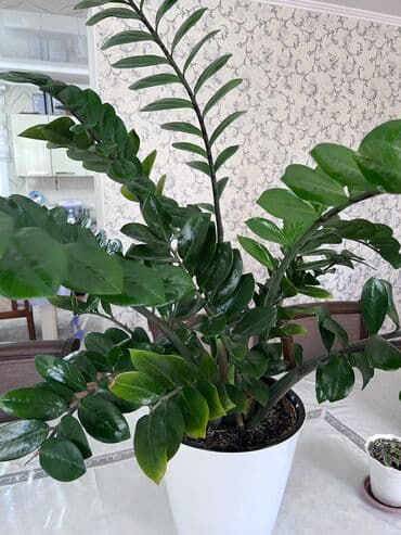 Срочно ‼️ ‼️‼️‼️ Замиокулькас По размеру большой +- чуть больше метра at lalafo.kg Срочно ‼️ ‼️‼️‼️ Замиокулькас По размеру большой +- чуть больше метра