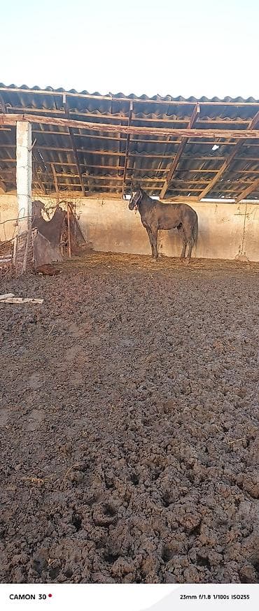 Услуги ветеринара: Продаю | Жеребец | Для разведения — 4