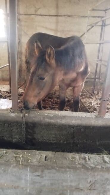 TagAZ: Продаю | Жеребенок | Английская | Конный спорт | Племенные — 1