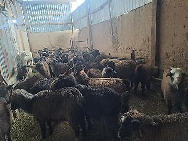 Зоотовары: Продаю | Коза (самка) | Полукровка | Для разведения | Котные — 2