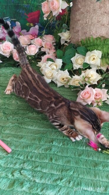 новорожденные котята: Привет друзья. в питомнике Бен Гла Мур есть свободные кото — 3